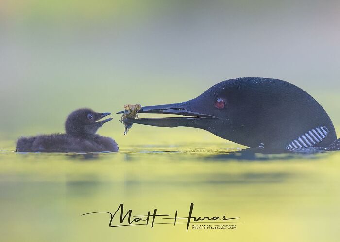 Baby Loon Gets the Breakfast Hookup