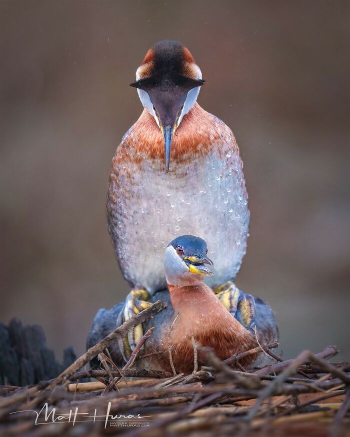 Red-Necked Grebes Caught in a Romantic Moment