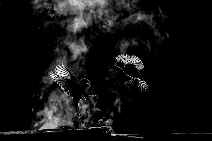 Backlight Ritual by Luisa Lynch
