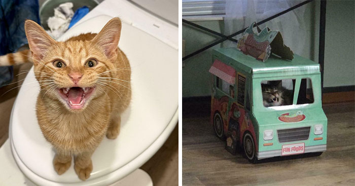 Cats Who Are Yelling Their Little Hearts Out (Because, Why Not?)