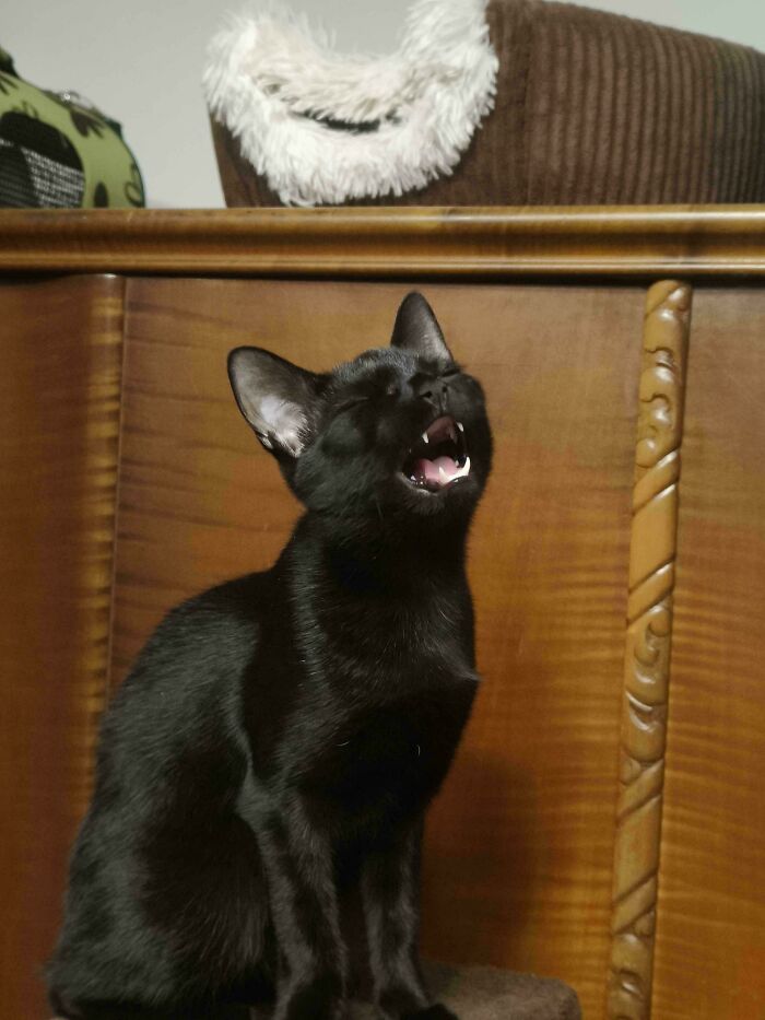 Ebony's Big Singing Debut