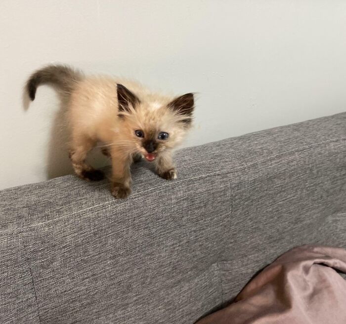 Saved a Floofy Drama Queen from Traffic