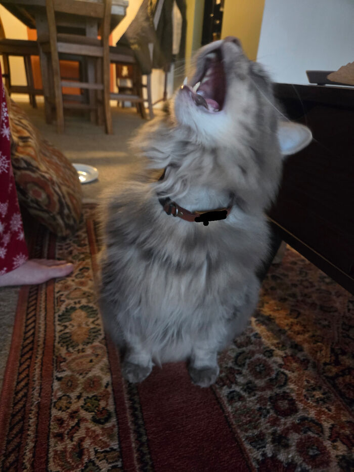 Denied Biscuit Share? Cue the Screaming!