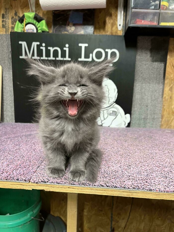 Roarin’ Cute Alert!