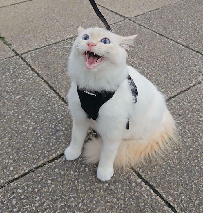 First Walk, Full Drama