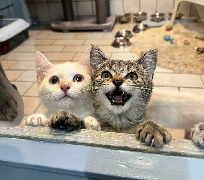 Food's in Sight but Not Fast Enough