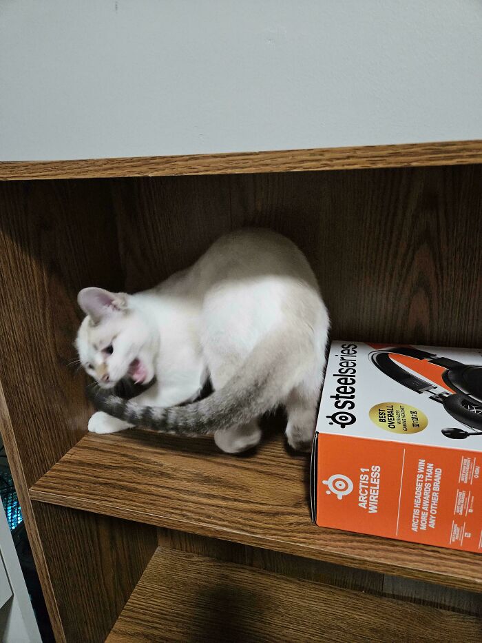 Why Is There a Snake On My Butt?!