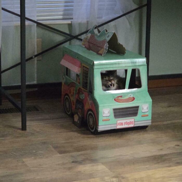 My Cat's Got Serious Road Rage