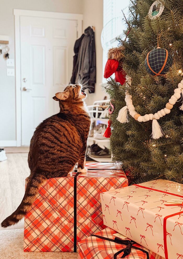 Socks is Yelling at the Christmas Tree. Yes, Really.