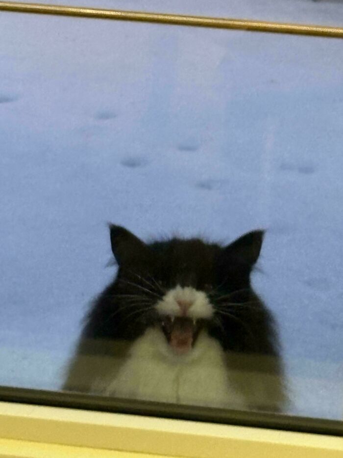 She Demanded to Be Let Inside. Like, Now.