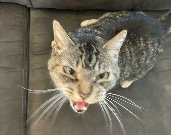 The 16-Year-Old Cat with Opinions