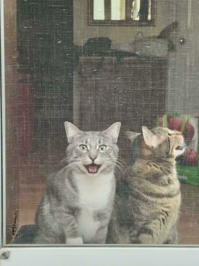 Double Trouble: Two Yellers in the House!