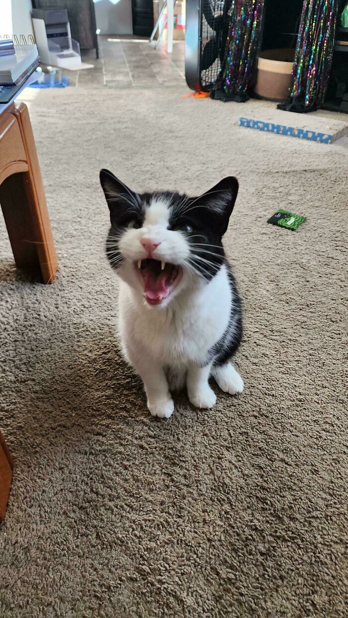 Jack’s Got Opinions (And Lots of Them)