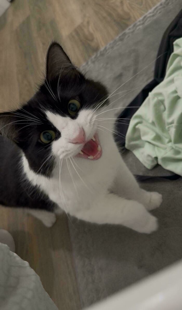 Cat Rescues Human From the Terrible Shower