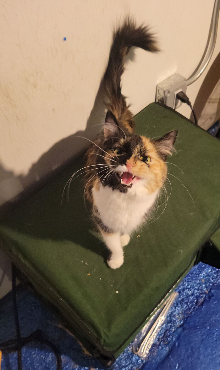 Scrambles Da Coot Approves the New Cat Shelter