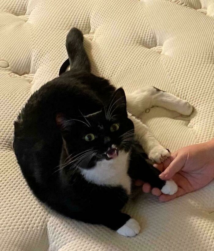 Asked Meeko to Hold My Hand on My Birthday