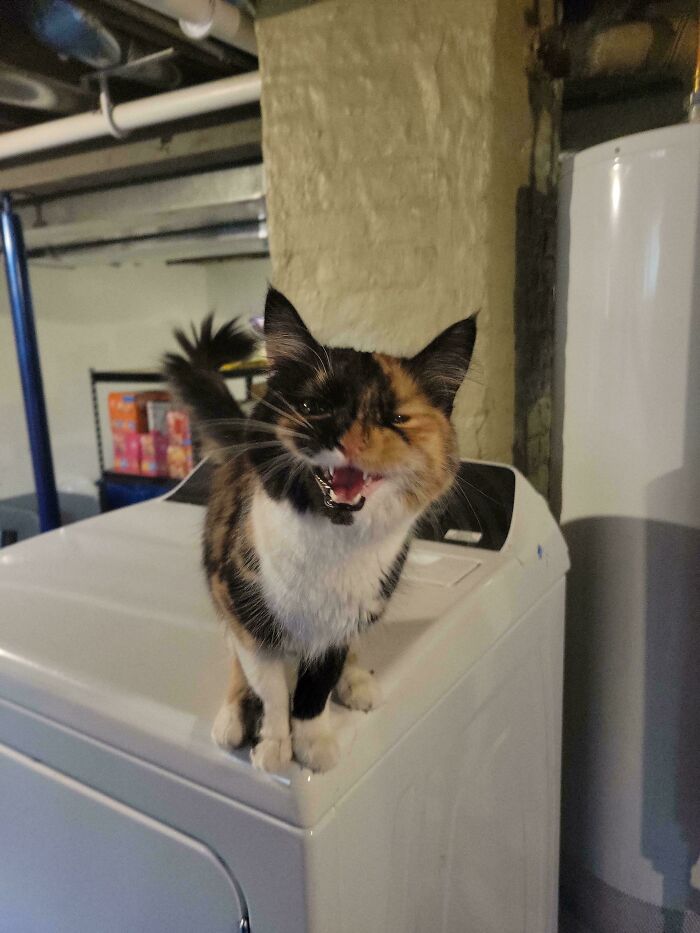 Scrambles Da Coot’s Favorite Pastime: Yelling at Humans