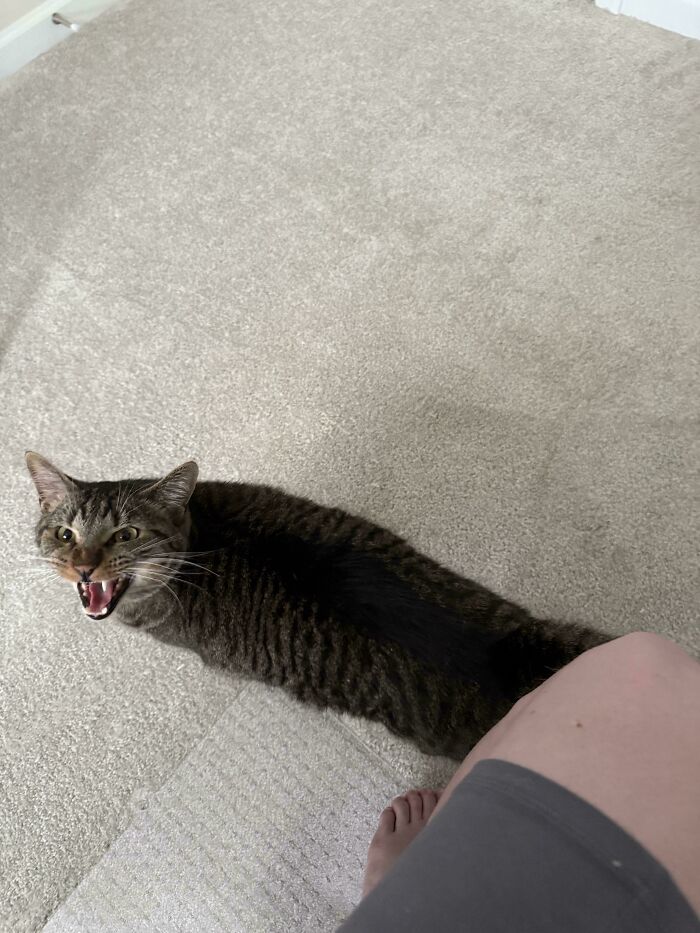 Meet My Extremely Loud Boss