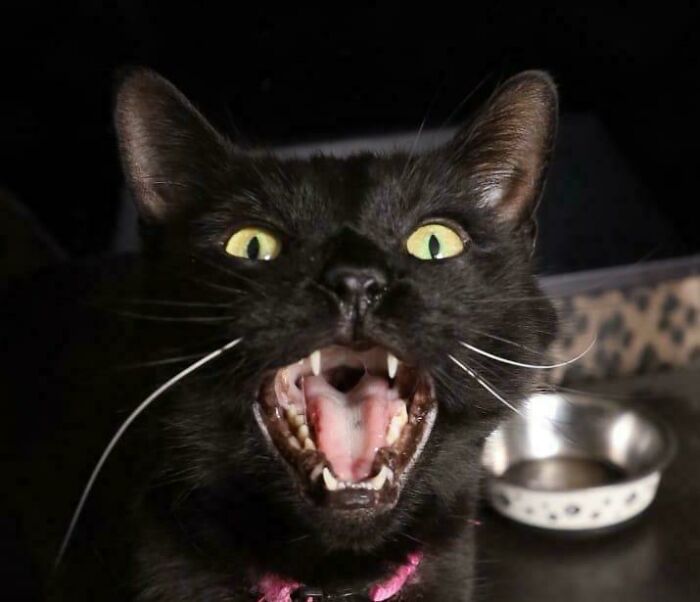 Empty Bowl Emergency!