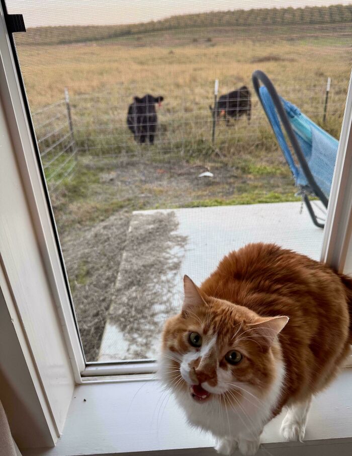 Mom, the Cows Are Being Mean!