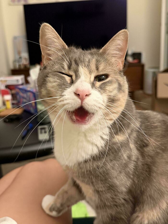 Squinty Yell Mode Activated