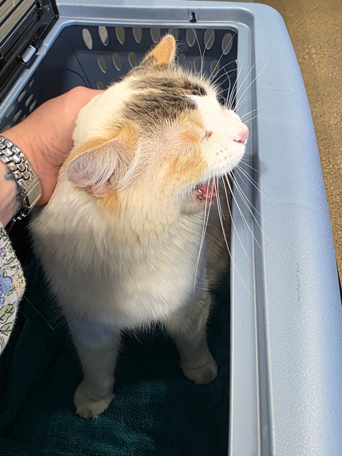 Big Mad About Vet Visits