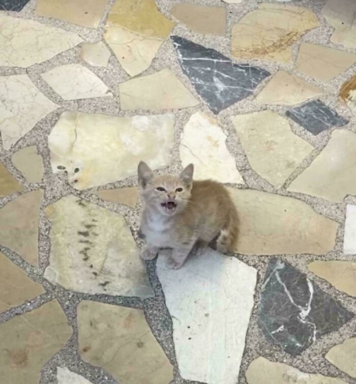 Istanbul Adventure (But My Cat’s Still Loud)