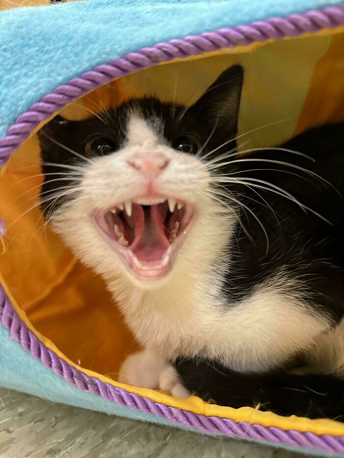 6lbs of Cutie, 112db of Noise