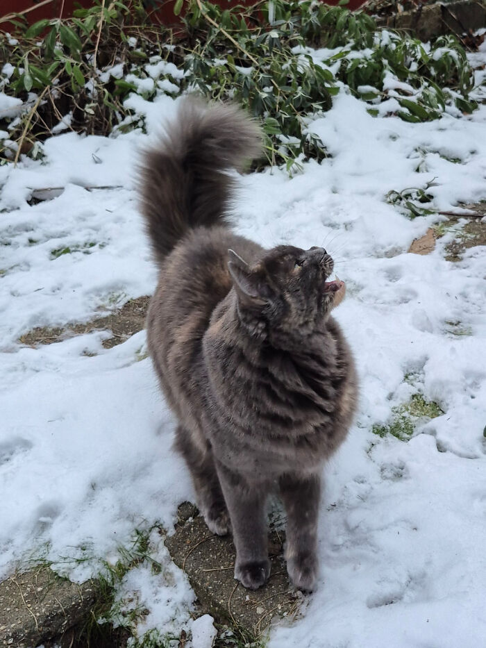 Wanted Outside, Then Mad Because It’s Cold