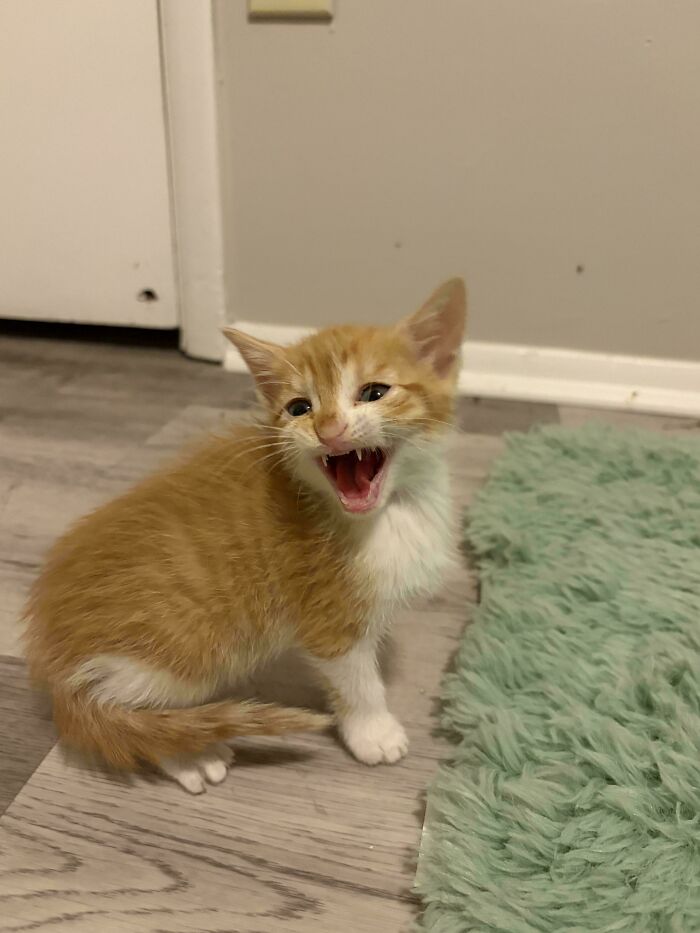 Meet My New Loud Kitten