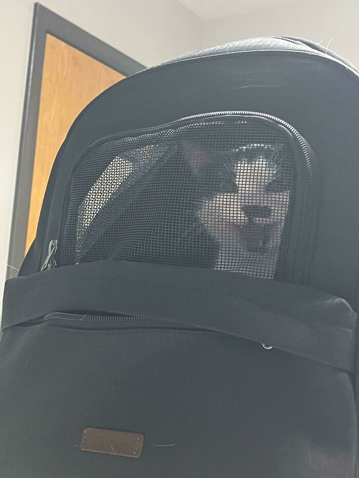 Making Sure Everyone Knows She Hates the Vet