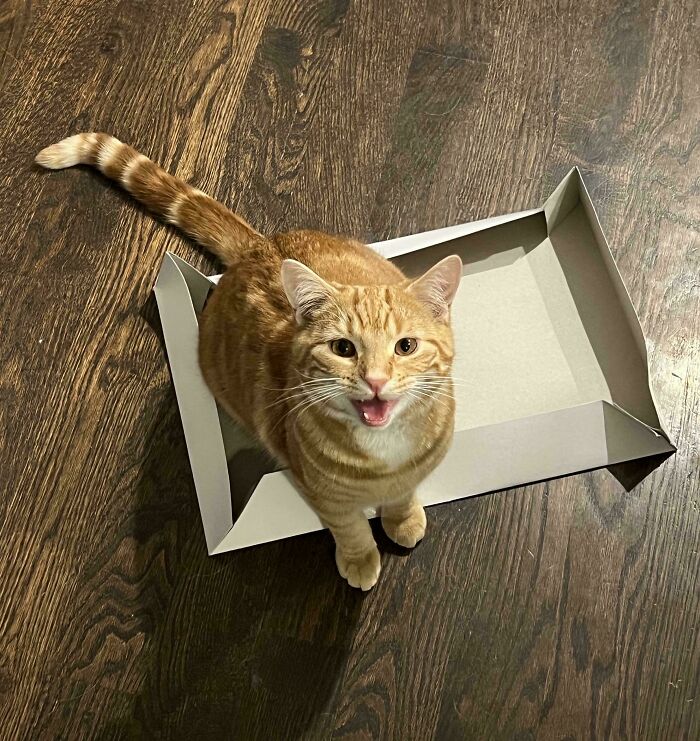 Caroling Cat Boosting Morale (Kind Of)