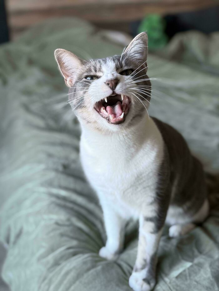 This Is Stan: The Vocal Star