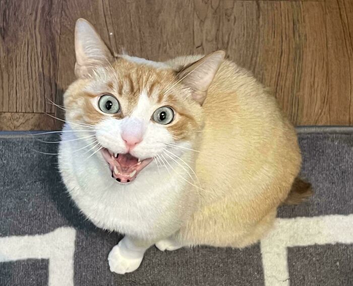 Wafer Yells When Not Fed ASAP