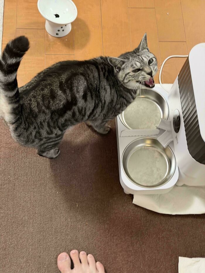 Angry About Wet Food but Wants Kibble Too