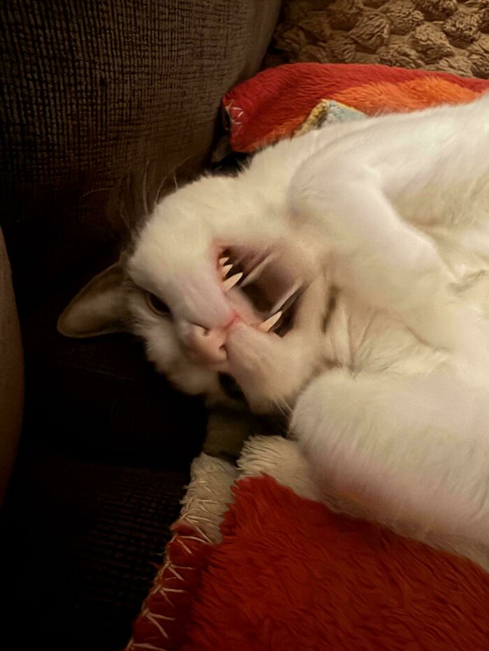 What Do You Mean, Vampire?