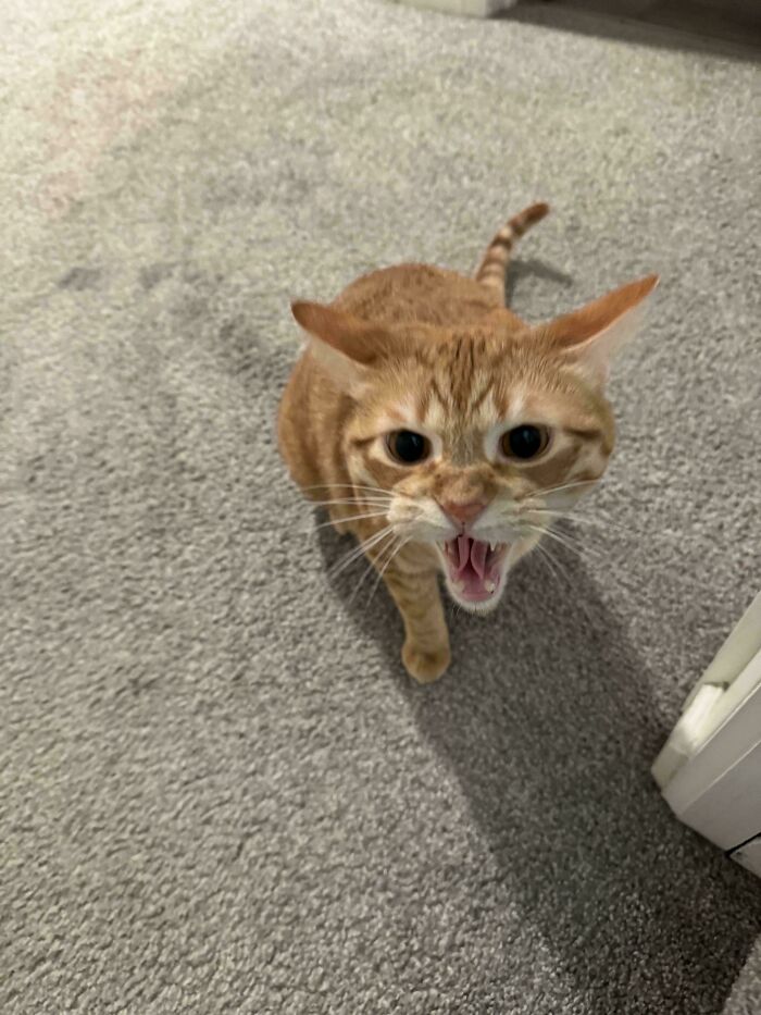 LEGO’s Not Impressed With Guests