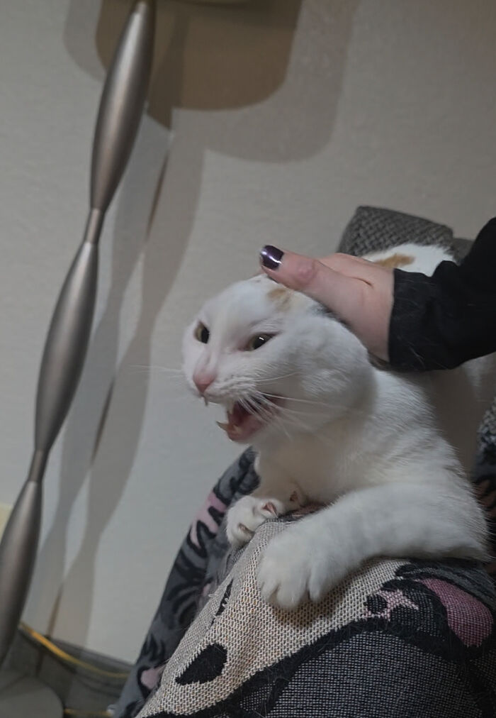 Got Yelled at for Petting Instead of Butt Bongoing
