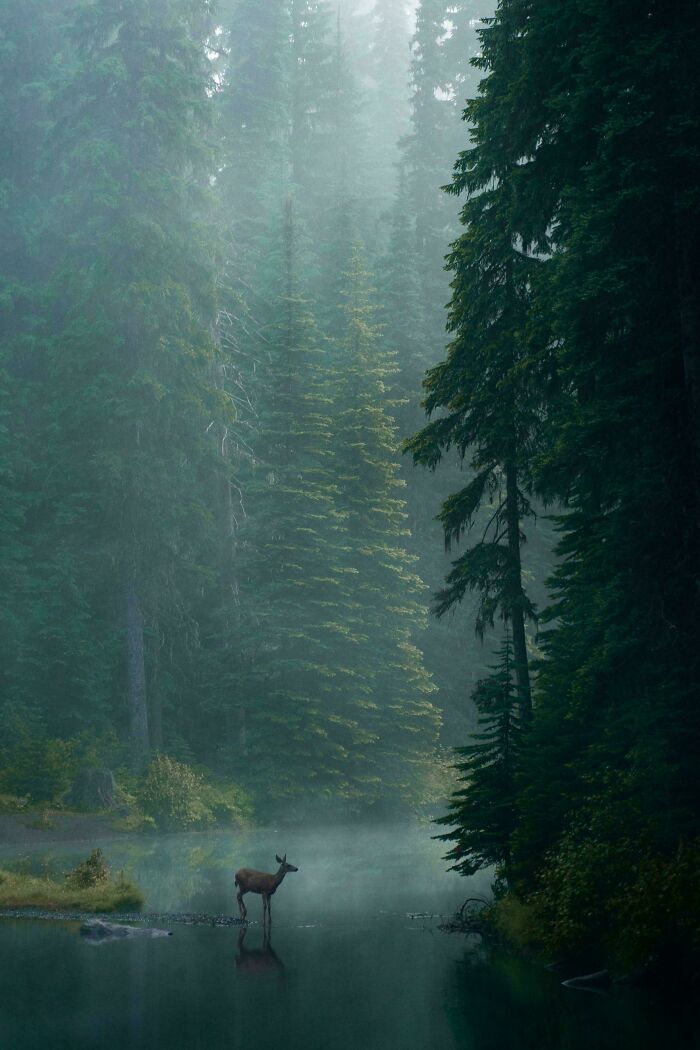 That Deer Just Nailed The Chill Look