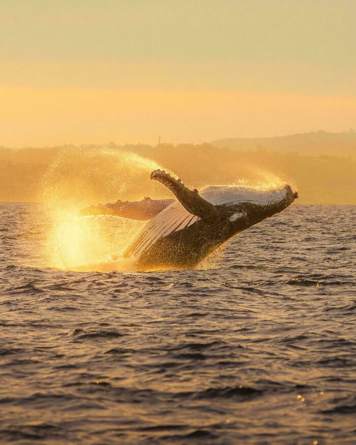My First Whale Encounter (It Was Basically A Whale High-Five)