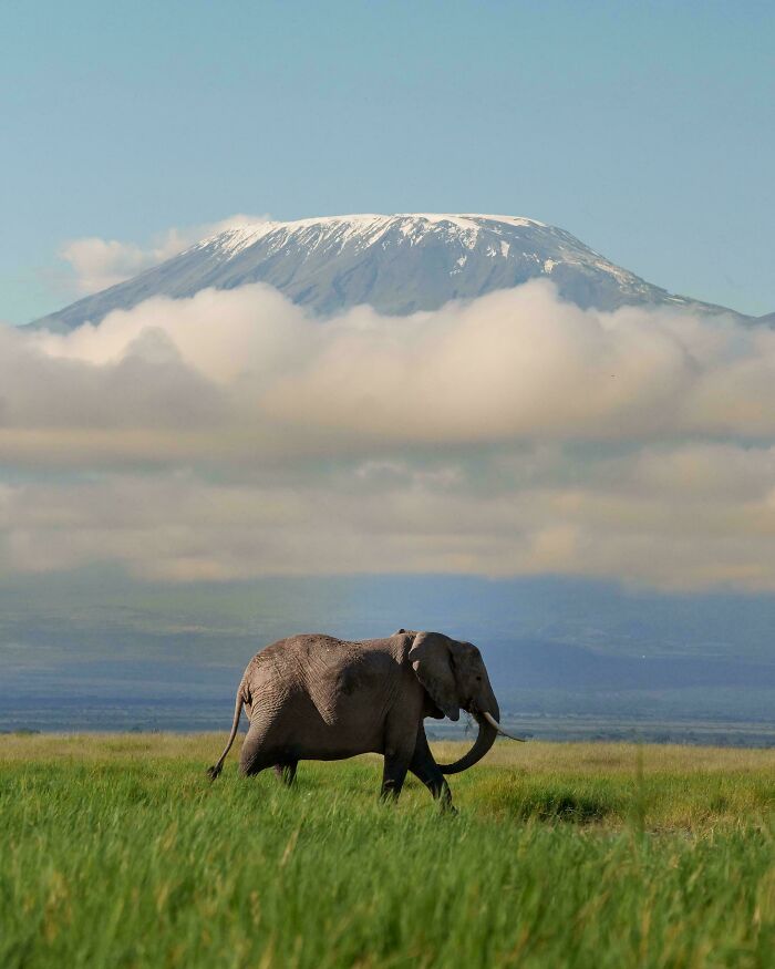 Elephant + Mount Kilimanjaro = Wildly Epic