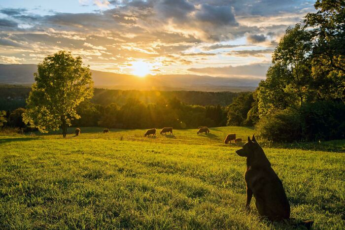 My Best Boy and Some Highland Cows Watching The Sunset Like Pros