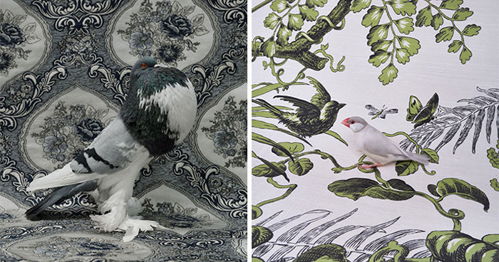 Birds Looking Like They Stepped Out of a Fancy Painting (And Yes, They’re Real!)