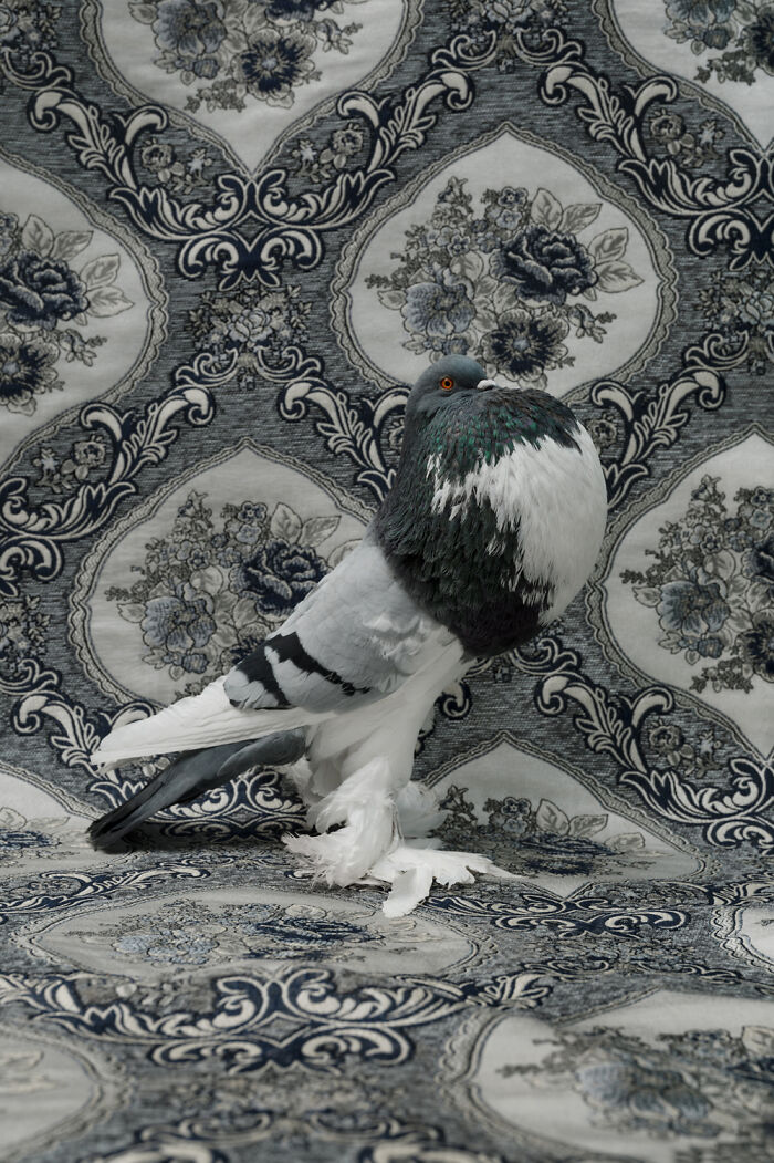 English Pouter Pigeon: The Drama Queen