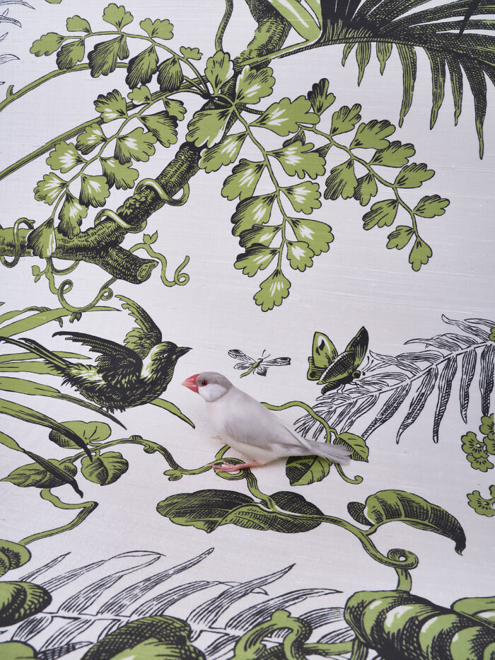 Java Sparrow: The Tiny Gentleman