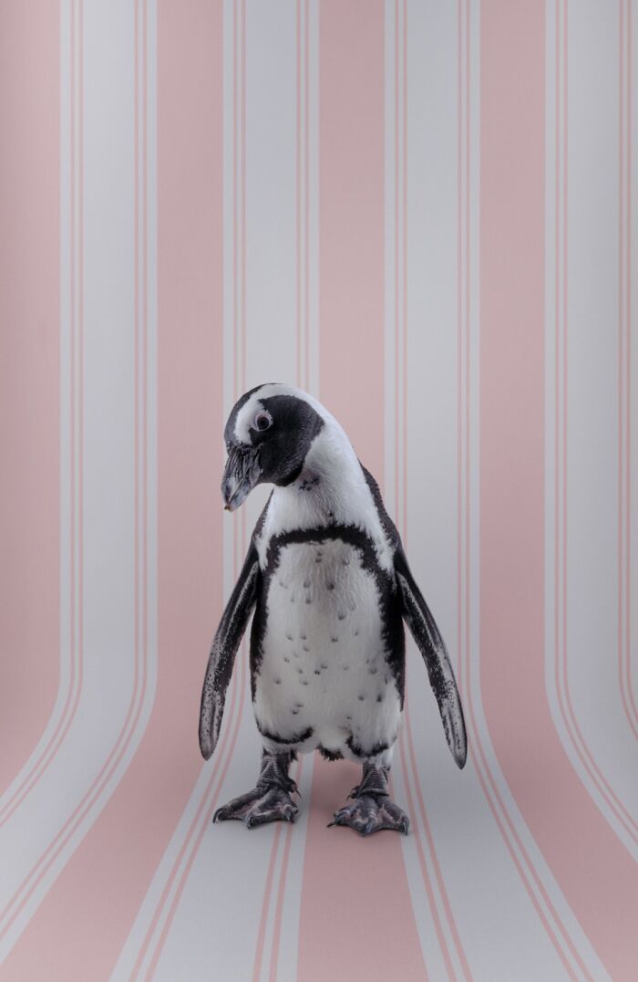 African Penguin: The Cool Cat of Birds