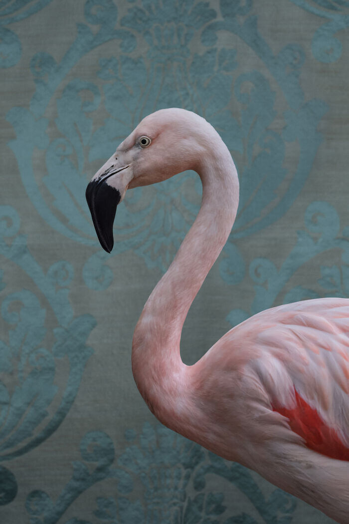 Greater Flamingo: Pink Perfection