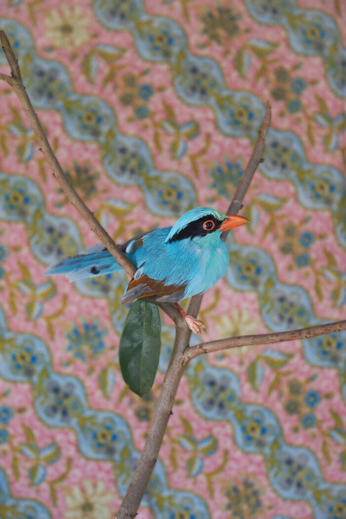 Javan Green Magpie: Emerald Mystery