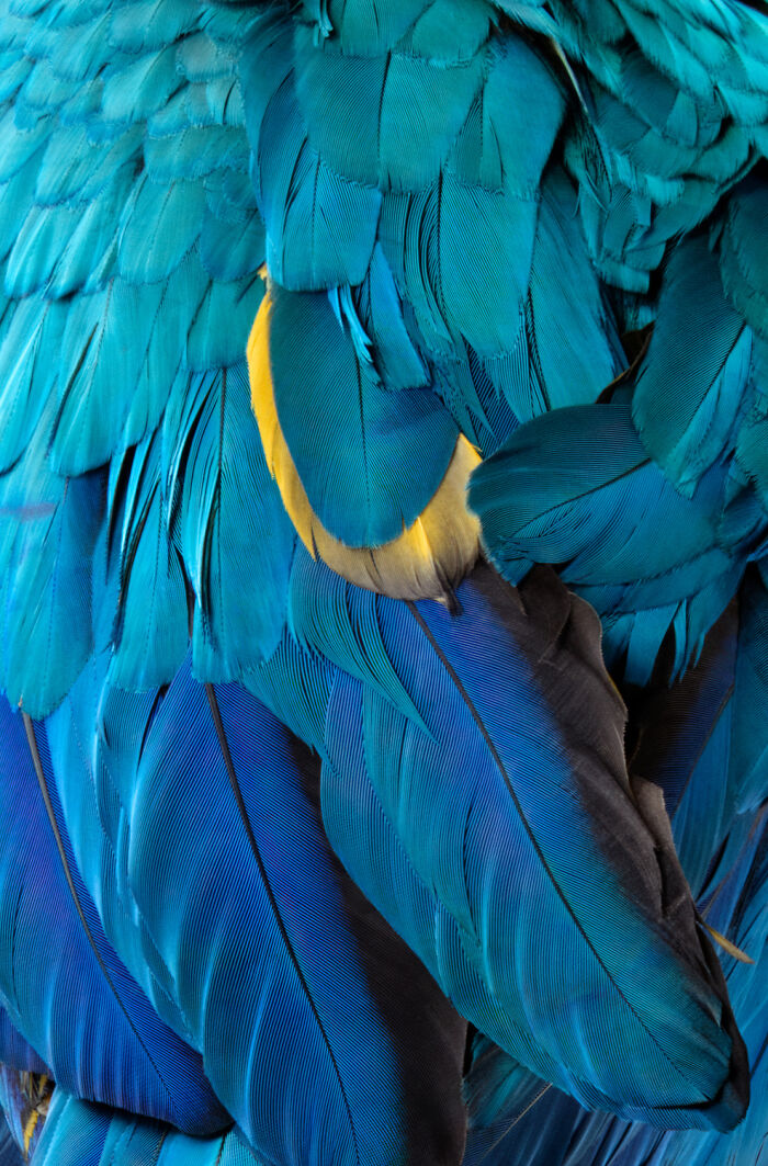Blue Gold Macaw: Feathered Bling