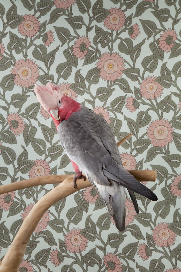 Galah: The Pink-Eared Comedian